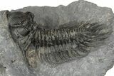 Spiny Delocare (Saharops) Trilobite - Bou Lachrhal, Morocco #204801-1